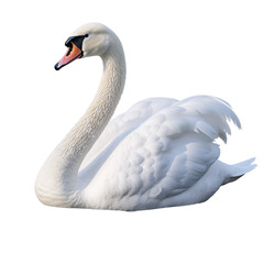 Fototapeta premium a white swan in water