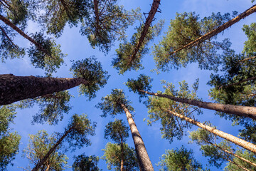 Height, upward striving is a concept. Tops of tall pines against blue sky on sunny summer day. Low shooting point.