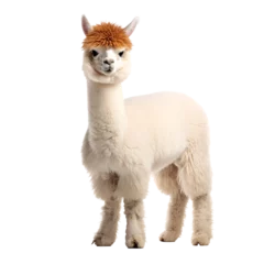 Gordijnen a white llama with a brown hat © rodion