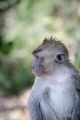 Quiet Gaze: An Intimate Moment with a Gentle local Monkey Resident