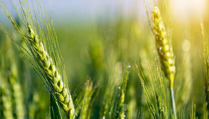 Close-up photo of a green ears of wheat with a drops of a morning dew on an agricultural field. Dewdrops dance on the delicate green wheat.