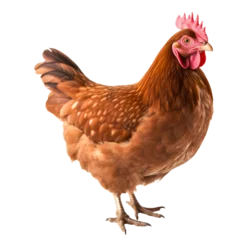 Kissenbezug a chicken standing on a white background © rodion