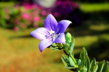 Primo piano di fiore primaverile