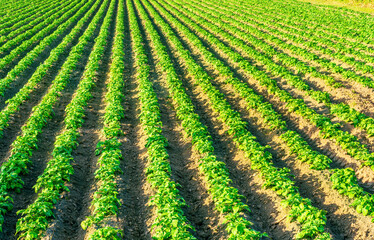 Fototapeta na wymiar beautiful farmland landscape with green rows of potato and vegetables on a spring or summer farm field , rural natural background
