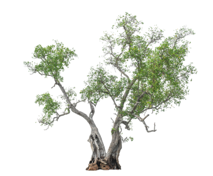 Green tree isolated on white with Big and Old single tree well editing on environment project