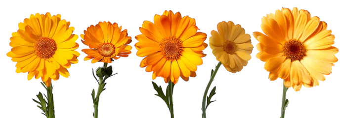 Gordijnen calendula flower isolated. calendula top view. calendula flat lay png. orange flower isolated. orange flowers png. colourful flowers © Rana