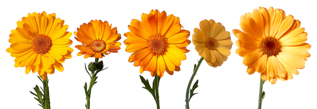 calendula flower isolated. calendula top view. calendula flat lay png. orange flower isolated. orange flowers png. colourful flowers
