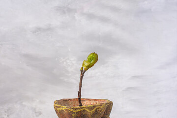 maple branch with opening buds in a bronze pot on a gray background..