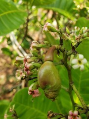 pear on a tree