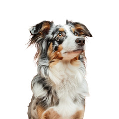 Dog sitting on Transparent Background looking up