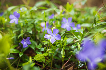 Lila Blüten einer Wildstaude im Wald im Frühling