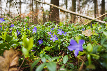 Lila Blüten einer Wildstaude im Wald im Frühling