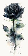 single black rose in watercolor on a white background