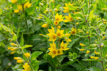 Yellow loosestrife Lysimachia punctata Alexander flowering in a garden - obrazy, fototapety, plakaty