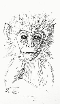 Hand drawn sketch of a monkey 