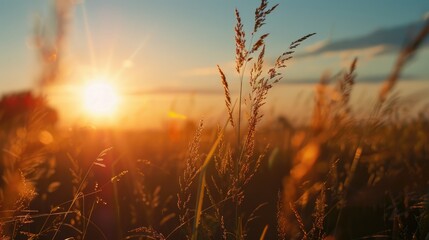 A field of tall grass with the sun shining on it