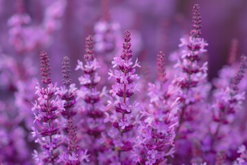 A bunch of purple flowers with a purple background