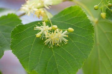 Linden, linden blossom with green leaves on a tree in summer