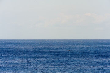 Fototapeta premium 真新しい溶岩でできた荒々しい海岸線の底土港外。 すぐ沖をザトウクジラの群れが泳いでいる。ブローもした。航路の終点、太平洋の大きな孤島、八丈島。 東京都伊豆諸島。 2020年2月22日撮影。Outside Sokodo Port on a rugged coastline made of brand new lava. A pod of humpback whales swam just 