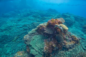 サンゴ礁を泳ぐ大きく美しいアオウミガメ（ウミガメ科）の群れ。

スキンダイビングポイントの底土海水浴場。
航路の終点、太平洋の大きな孤島、八丈島。
東京都伊豆諸島。
2020年2月22日水中撮影。


A school of Big beautiful green sea turtles (Chelonia mydas, family comprising sea turtles) swimmin