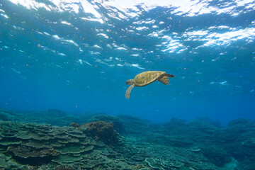 サンゴ礁を泳ぐ大きく美しいアオウミガメ（ウミガメ科）の群れ。

スキンダイビングポイントの底土海水浴場。
航路の終点、太平洋の大きな孤島、八丈島。
東京都伊豆諸島。
2020年2月22日水中撮影。


A school of Big beautiful green sea turtles (Chelonia mydas, family comprising sea turtles) swimmin