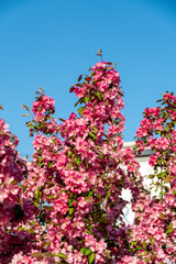 A blooming pink apple tree in the city. Niedzwetzky apple (malus niedzwetzkyana)