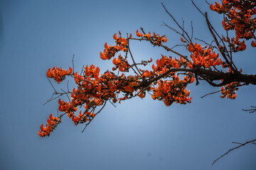 Sacred Tree Palash flowers, as well as the roots, leaves, seeds, fruits are a panacea to heal...