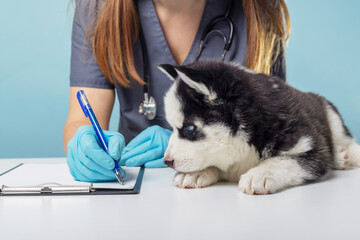 Puppy being examined by veterinarian with stethoscope - obrazy, fototapety, plakaty