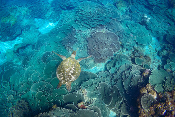 サンゴ礁を泳ぐ大きく美しいアオウミガメ（ウミガメ科）の群れ。

スキンダイビングポイントの底土海水浴場。
航路の終点、太平洋の大きな孤島、八丈島。
東京都伊豆諸島。
2020年2月22日水中撮影。


A school of Big beautiful green sea turtles (Chelonia mydas, family comprising sea turtles) swimmin