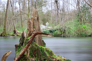 Baumstumpf mit Moos bedeckt an kleinem Bach. Aufgenommen mit Langzeitbelichtung.