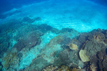 Naklejka na ściany i meble サンゴ礁を泳ぐ大きく美しいアオウミガメ（ウミガメ科）の群れ。スキンダイビングポイントの底土海水浴場。 航路の終点、太平洋の大きな孤島、八丈島。 東京都伊豆諸島。 2020年2月22日水中撮影。A school of Big beautiful green sea turtles (Chelonia mydas, family comprising sea turtles) swimmin