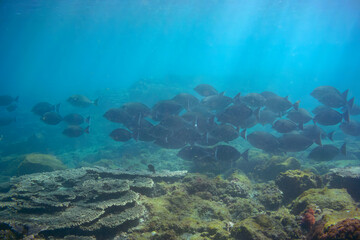 素晴らしいサンゴ礁の美しいニザダイ（ニザダイ科）の大群他。

スキンダイビングポイントの底土海水浴場。
航路の終点、太平洋の大きな孤島、八丈島。
東京都伊豆諸島。
2020年2月22日水中撮影。

Large school of Sawtail juvenile (Prionurus scalprum) and others in Wonderful coral reefs.

Sokodo Be