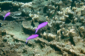 素晴らしいサンゴ礁の美しいハナゴイ（ハタ科）の群れ他。

スキンダイビングポイントの底土海水浴場。
航路の終点、太平洋の大きな孤島、八丈島。
東京都伊豆諸島。
2020年2月22日水中撮影。

A school of Purple queen, Amethyst anthias (Pseudanthias pascalus) and others in Wonderful coral reefs.