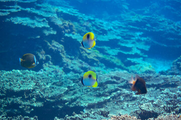 素晴らしいサンゴ礁の美しいイッテンチョウチョウウオ（チョウチョウウオ科）他の群れ。

スキンダイビングポイントの底土海水浴場。
航路の終点、太平洋の大きな孤島、八丈島。
東京都伊豆諸島。
2020年2月22日水中撮影。

A school of the Beautiful Teardrop butterflyfish (Chaetodon unimaculatus) and others in W