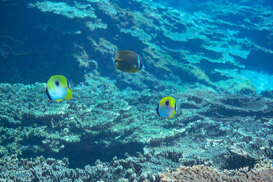 素晴らしいサンゴ礁の美しいイッテンチョウチョウウオ（チョウチョウウオ科）他の群れ。

スキンダイビングポイントの底土海水浴場。
航路の終点、太平洋の大きな孤島、八丈島。
東京都伊豆諸島。
2020年2月22日水中撮影。

A school of the Beautiful Teardrop butterflyfish (Chaetodon unimaculatus) and others in W