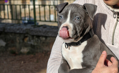 Little blue pit bull puppy held in arms, nice eyes and gray and white hair, taking out his tongue...