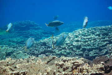 Fototapeta premium 素晴らしいサンゴ礁の美しいハクセイハギ（カワハギ科科）他の群れ。スキンダイビングポイントの底土海水浴場。 航路の終点、太平洋の大きな孤島、八丈島。 東京都伊豆諸島。 2020年2月22日水中撮影。A school of the Beautiful Whitespotted filefish (Cantherhines dumerilii) and others in Wonderful c