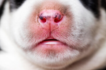 Close-up of a dog's nose. Animal features and senses concept.