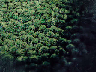 close up of broccoli 