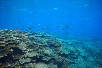 素晴らしいサンゴ礁の美しいサヨリ（サヨリ科）の群れ。

スキンダイビングポイントの底土海水浴場。
航路の終点、太平洋の大きな孤島、八丈島。
東京都伊豆諸島。
2020年2月22日水中撮影。


A school of the Beautiful Halfbeak in Wonderful coral reefs.

Sokodo Beach, a skin diving point.
Izu Is