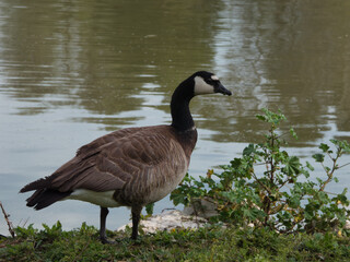 goose, Canada goose, animal, bird, nature, meadow, park, grass,