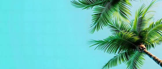 Foto op Plexiglas palm tree branches © Lemar