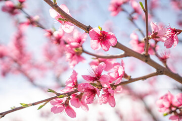 A branch of pink peach flowers with green leaves.