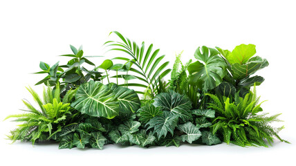 Green leaves of tropical plants isolated on white background.