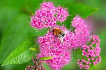 Blooming Spiraea japonica 'anthony waterer' in summer garden. Pink cluster flowers