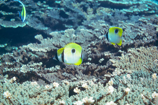 素晴らしいサンゴ礁の美しいイッテンチョウチョウウオ（チョウチョウウオ科）、ツノダシ（ニザダイ科）他の群れ。

スキンダイビングポイントの底土海水浴場。
航路の終点、太平洋の大きな孤島、八丈島。
東京都伊豆諸島。
2020年2月22日水中撮影。

A school of the Beautiful Teardrop butterflyfish (Chaetodon unimaculatus) and