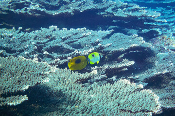Fototapeta na wymiar 素晴らしいサンゴ礁の美しいイッテンチョウチョウウオとトノサマダイ（チョウチョウウオ科）他の群れ。スキンダイビングポイントの底土海水浴場。 航路の終点、太平洋の大きな孤島、八丈島。 東京都伊豆諸島。 2020年2月22日水中撮影。A school of the Beautiful Teardrop butterflyfish (Chaetodon unimaculatus) and Mirr