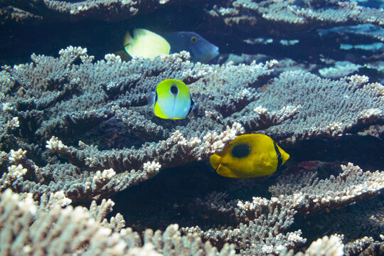素晴らしいサンゴ礁の美しいイッテンチョウチョウウオとトノサマダイ（チョウチョウウオ科）他の群れ。

スキンダイビングポイントの底土海水浴場。
航路の終点、太平洋の大きな孤島、八丈島。
東京都伊豆諸島。
2020年2月22日水中撮影。

A school of the Beautiful Teardrop butterflyfish (Chaetodon unimaculatus) and Mirr