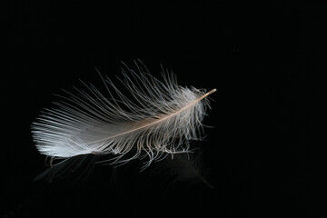 The feather of a bird floating on water against a black background. Check out the subtle reflection...