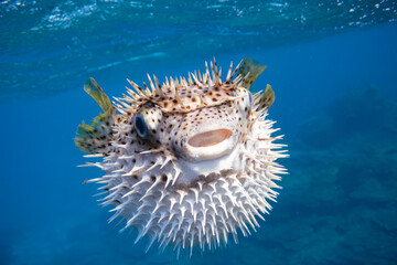 素晴らしいサンゴ礁の美しく大きなネズミフグ（ハリセンボン科）。

スキンダイビングポイントの底土海水浴場。
航路の終点、太平洋の大きな孤島、八丈島。
東京都伊豆諸島。
2020年2月22日水中撮影。

The Beautiful and large Spot-fin porcupinefish in Wonderful coral reefs.

Sokodo Beach, a skin divi